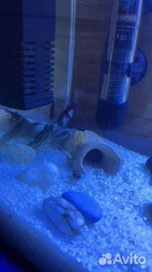 Мраморные аквариумные Раки