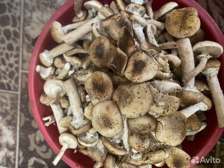 Продукты питания