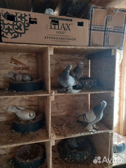 Голуби бойные