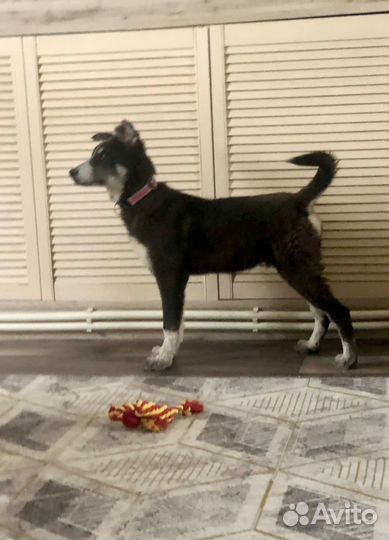 Щенок мальчик Барон 5 мес