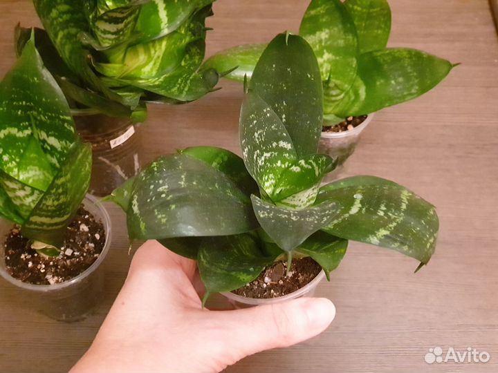 Сансевиерия