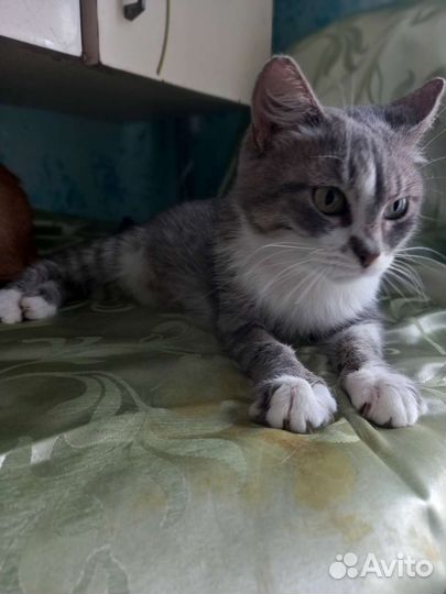 Майли в добрые руки