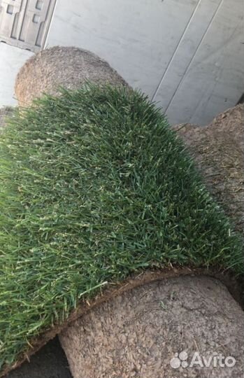 Рулонный газон от производителя. Быстро и удобно