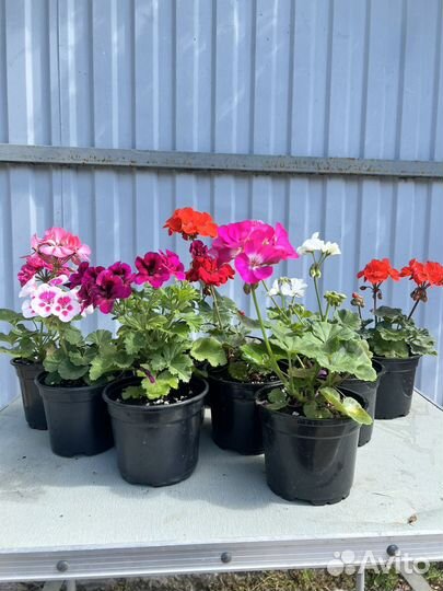 Герань пеларгония