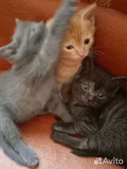 Кошки