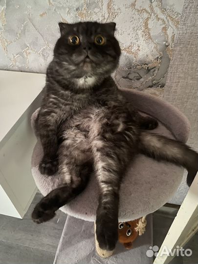 Шотландский вислоухий кот