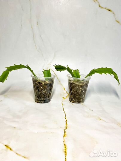 Декабрист (сорта Белый и Madame Butterfly)