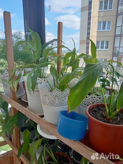 Спатифилум крупный
