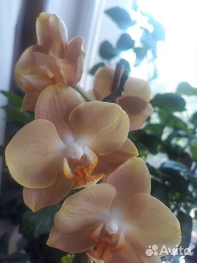 Фаленопсис