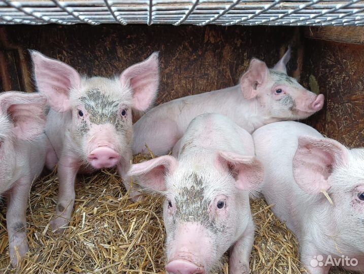 Поросята ландрас+см