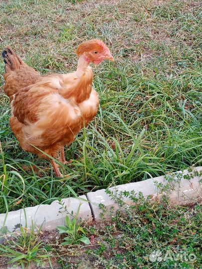 Курица и петух голошейки 4 месяца