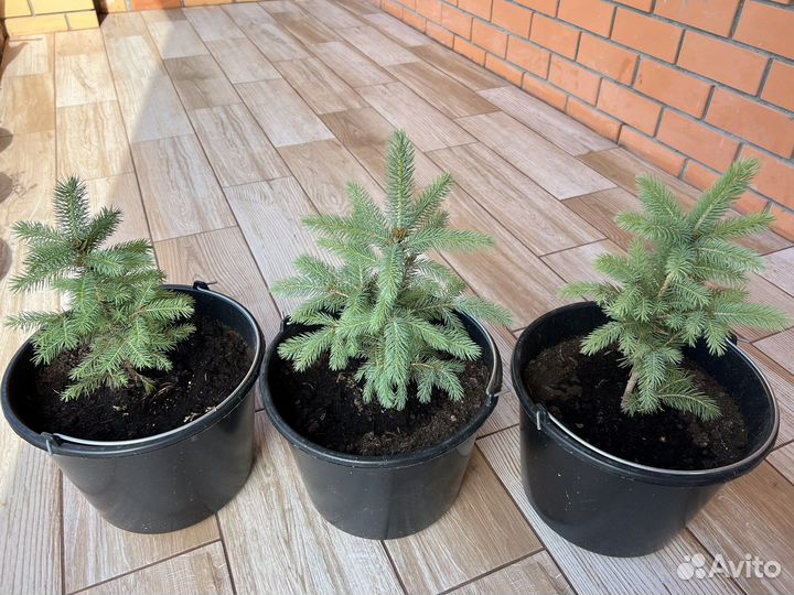 Ель голубая