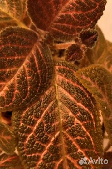 Эписция Malay Ebony комнатный цветок