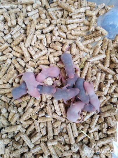 Кормовые мыши и крысы