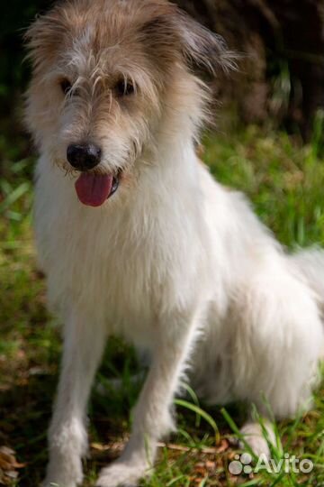 Манс, Мансуля, Мансур