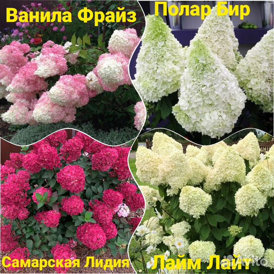 Гортензия метельчатая, древовидная