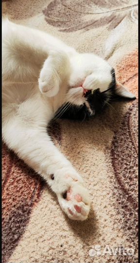 Кошка в добрые руки