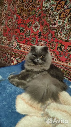 Кот Шотландский вислоухий, длинношёрстный