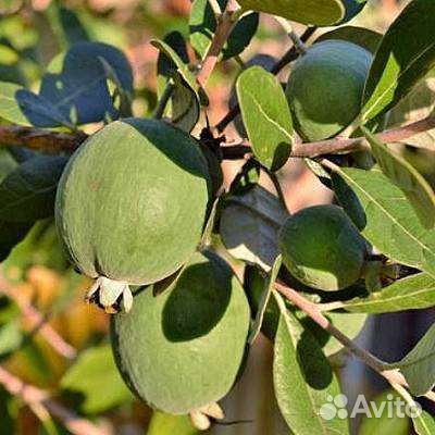 Саженцы фейхоа
