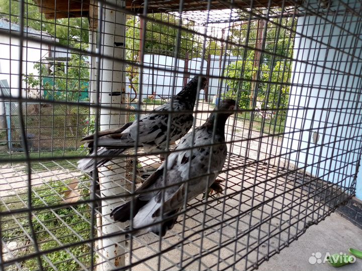 Бакинские голуби