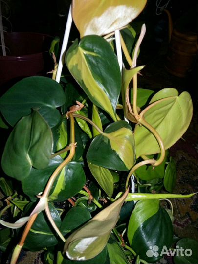 Эпипремнумы, монстеры, филодендроны