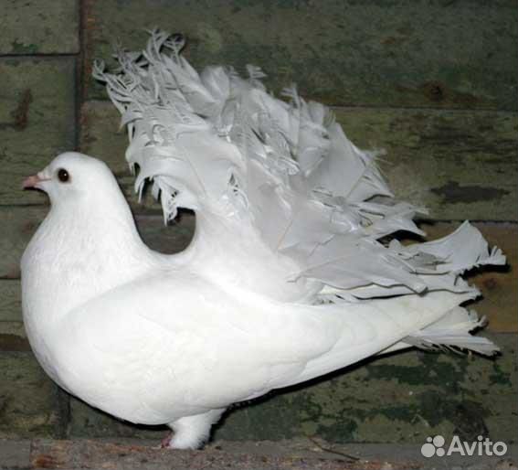 Голуби «Павлины»