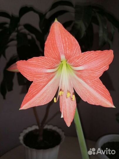 Гиппиаструм