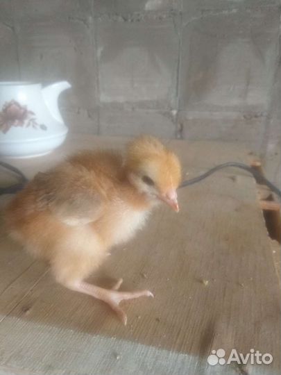 Цыплята суточные