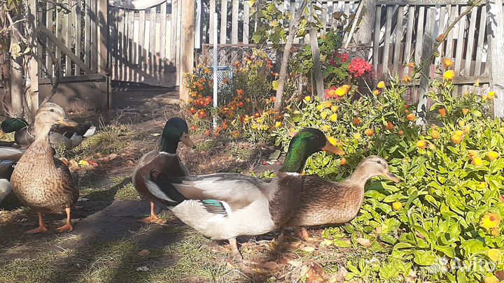 Дикие подсадные утки