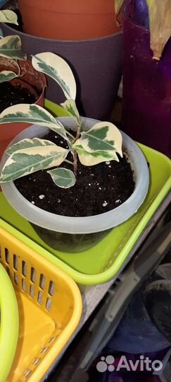 Фикус ретуза гавайская