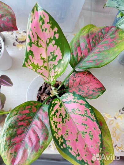 Домашние растения цветы