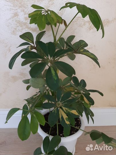 Комнатные цветы шефлера