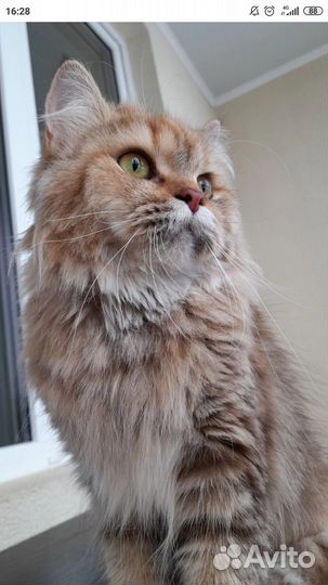 Кошка британская длинношерстная