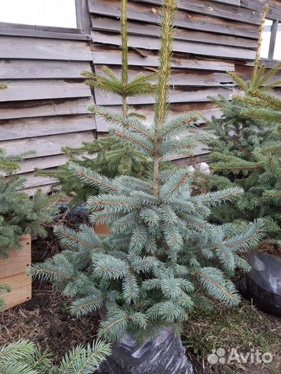 Голубая ель