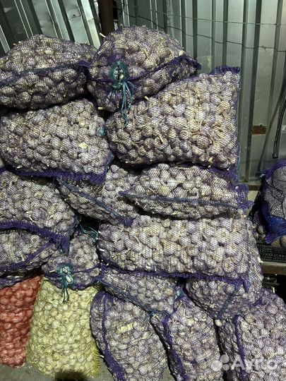 Чеснок на посадку