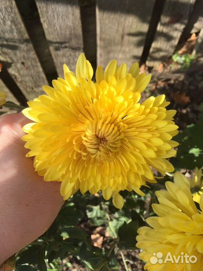 Хризантемы