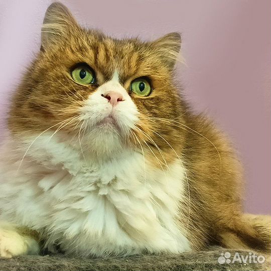 Рубеус ищет дом