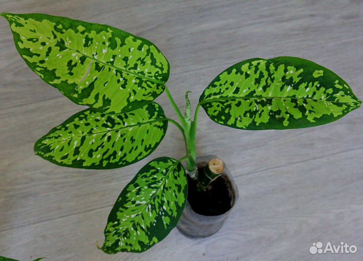 Диффенбахия Триколор
