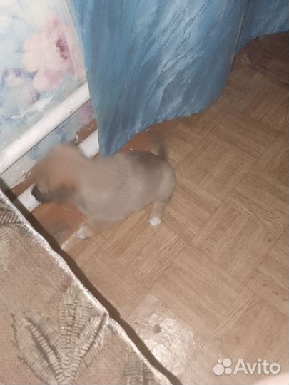 Собака в добрые руки щенок