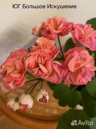 Пеларгонии