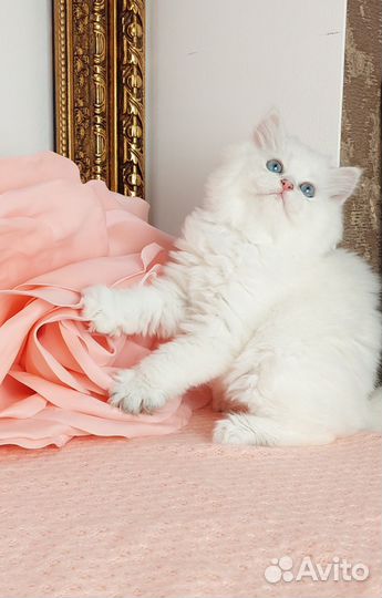 Британские котята, серебристые шиншиллы поинт