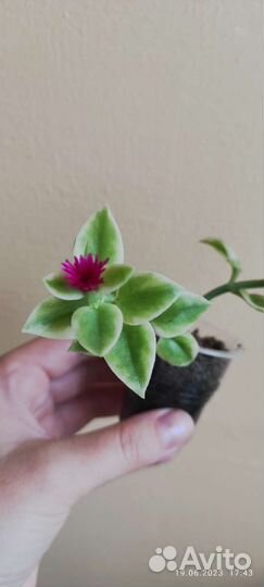 Аптения вариегатная