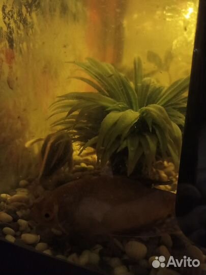 Аквариум
