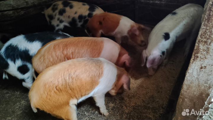 Поросята, свиньи