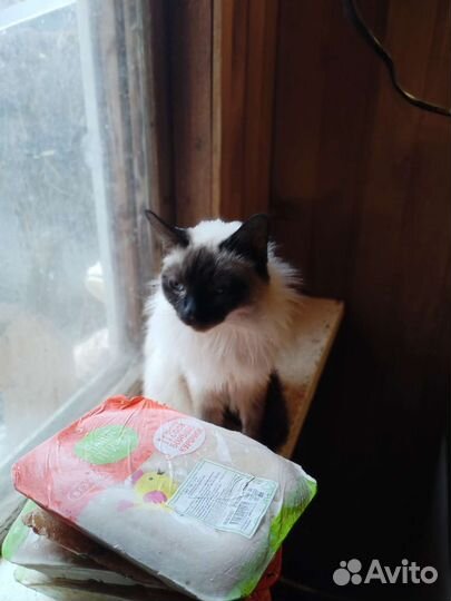 Сиамские кошки бесплатно