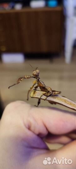 Австралийский палочник - палочник Маклея