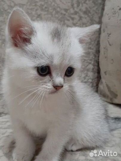 Британские котята