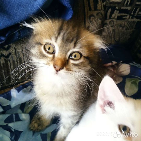 Котята в добрые руки бесплатно, девочки