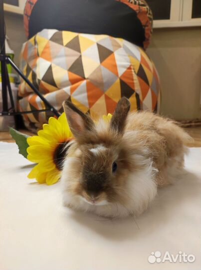 Декоративный кролик