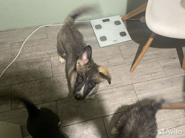 Щенки в дар